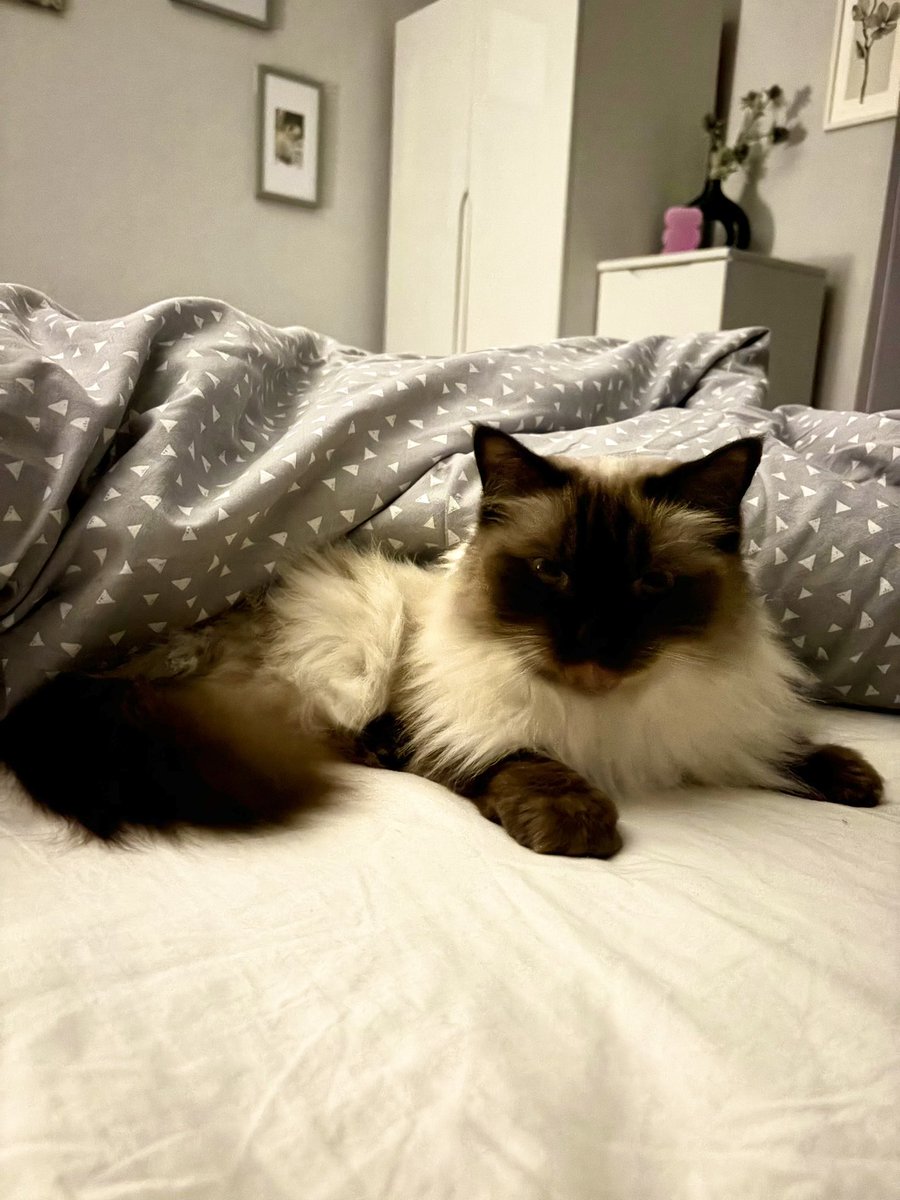 Lucy_cat_lady's tweet image. Good morning &amp;amp; happy Monday #teacher5oclockclub
Windy, rainy, rubbish weather so stayed in bed until 6:15am🥱 #liein
Have a great day everyone 😊💛☕️☕️