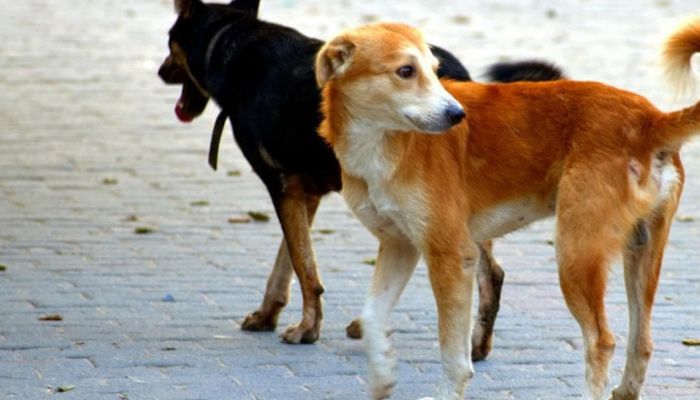 tv13gujarati's tweet image. વલસાડમાં રખડતા શ્વાને મચાવ્યો આતંક, 7 વર્ષની બાળકી પર કર્યો જીવલેણ હુમલો

tv13gujarati.com/news/stray-dog…

#Valsad #straydog #dogattacks