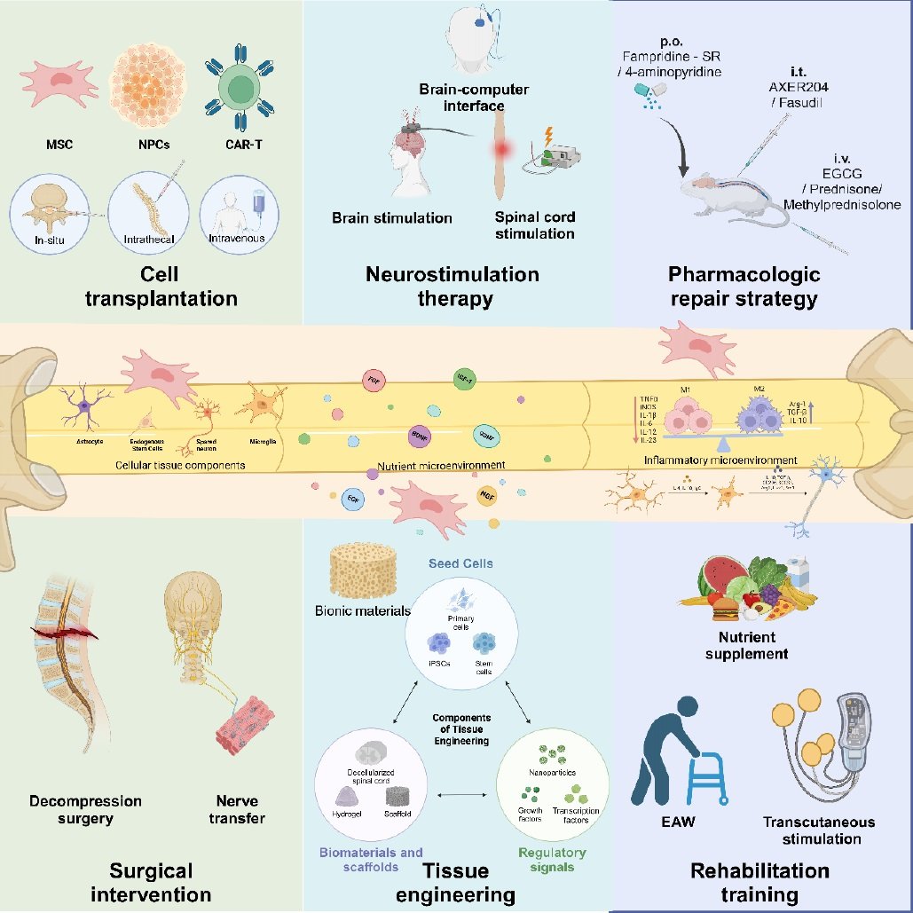 STMPUB's tweet image. Current frontier technologies in spinal cord injury research: A narrative review
#OpenAccess in #ATN: journals.lww.com/atn/fulltext/2…
#SpinalCordInjury #Research #Neuromodulation #StemCells #Neuroscience