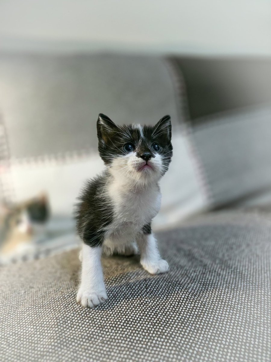 Solrdlf's tweet photo. si estás pensando en agrandar tu familia, esta es tu oportunidad! estos mininos hermosos están buscando un hogar donde los llenen de amor.
me ayudas a difundir para cumplirles el sueño de tener una familia? 🥺

para más info al 3816518092 (sol) https://t.co/Wh3uPnPlPz