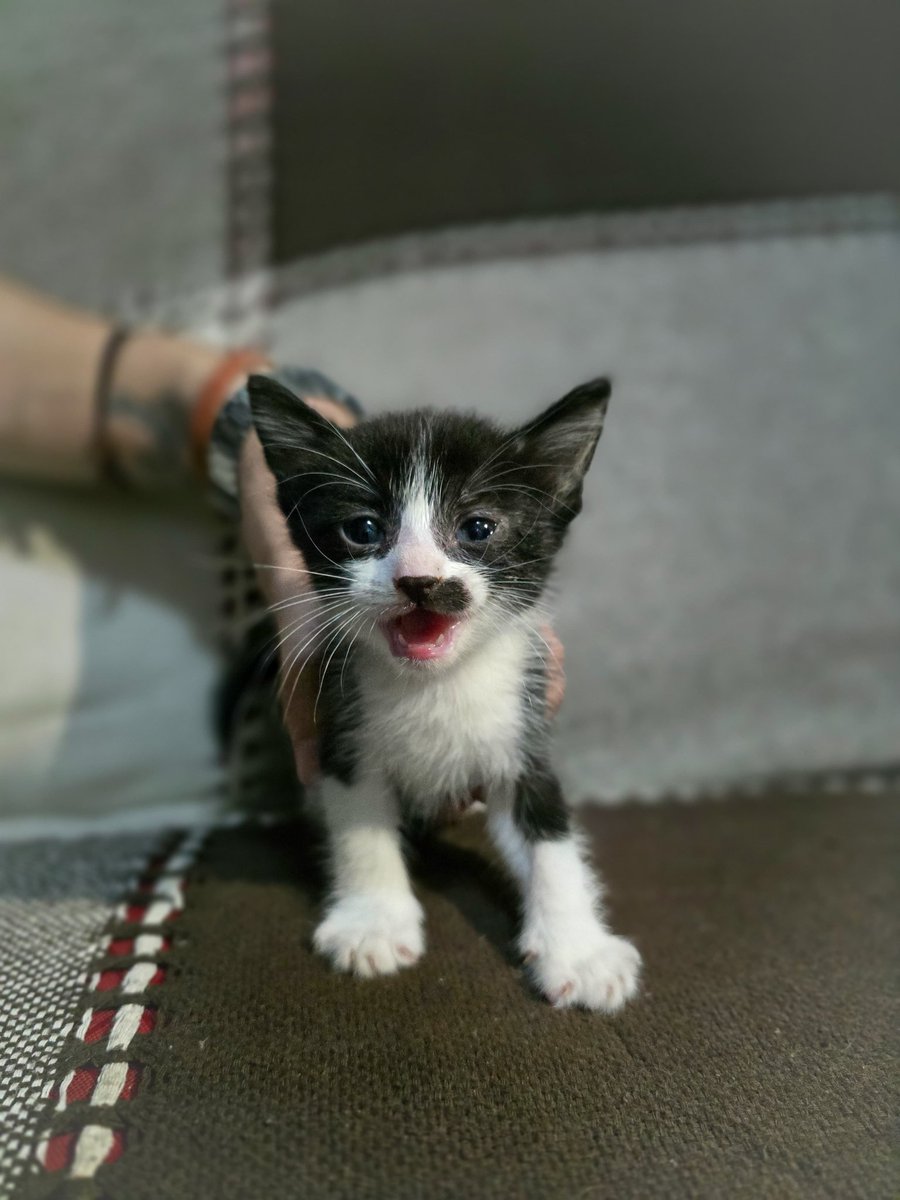 Solrdlf's tweet photo. si estás pensando en agrandar tu familia, esta es tu oportunidad! estos mininos hermosos están buscando un hogar donde los llenen de amor.
me ayudas a difundir para cumplirles el sueño de tener una familia? 🥺

para más info al 3816518092 (sol) https://t.co/Wh3uPnPlPz