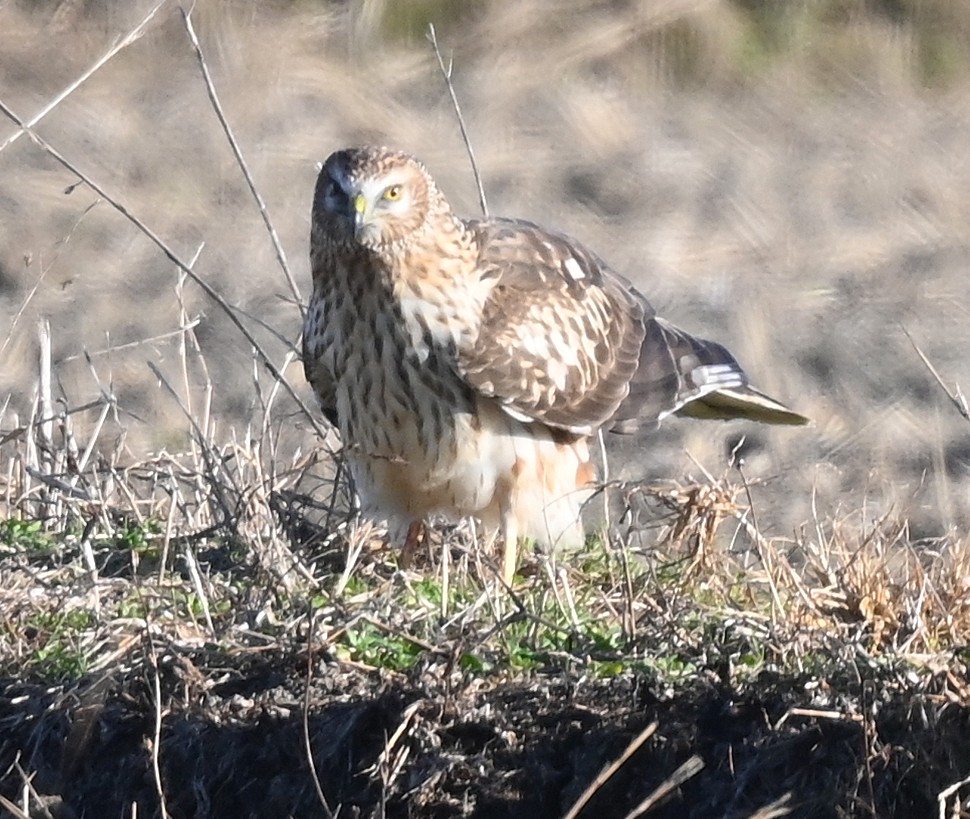 cedar (@HFkyzWaEGt49744) / Posts / X