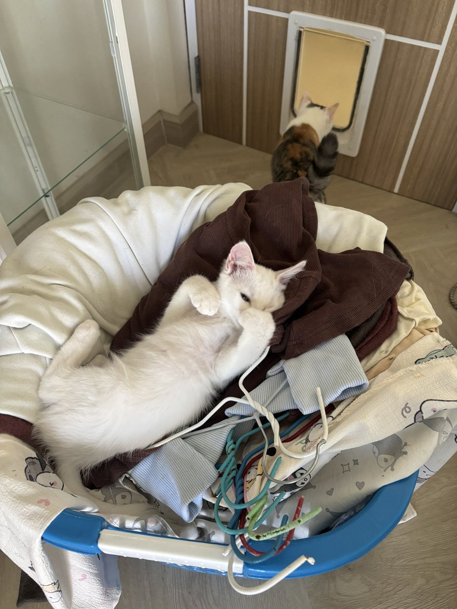 KeamPim's tweet image. ขอพับผ้าหน่อยเด็กกก