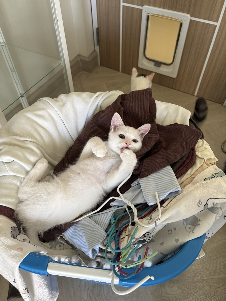 KeamPim's tweet image. ขอพับผ้าหน่อยเด็กกก