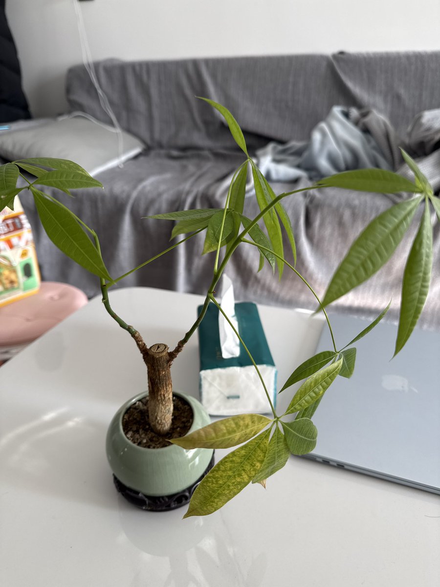 最近熊市我的发财树都变得半死不活叶子发黄😭