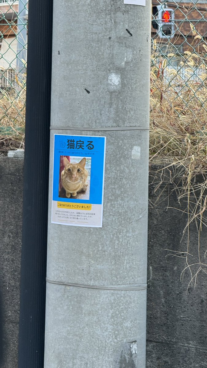 戻ってきてよかったんごね！