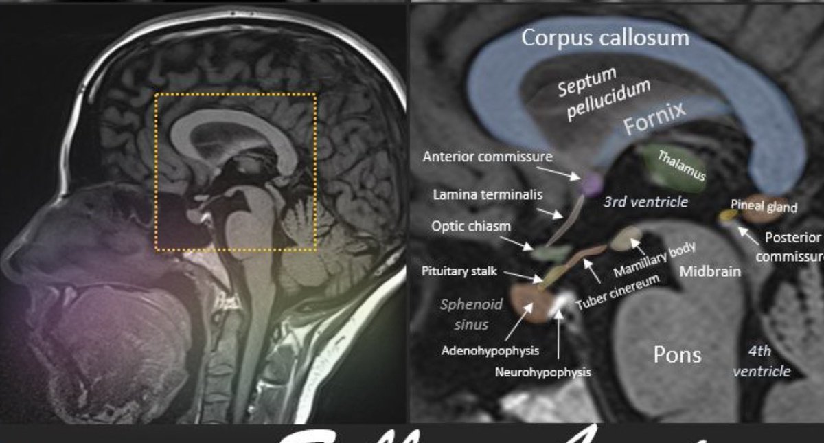 د.ســامـي الغامــدي tweet media