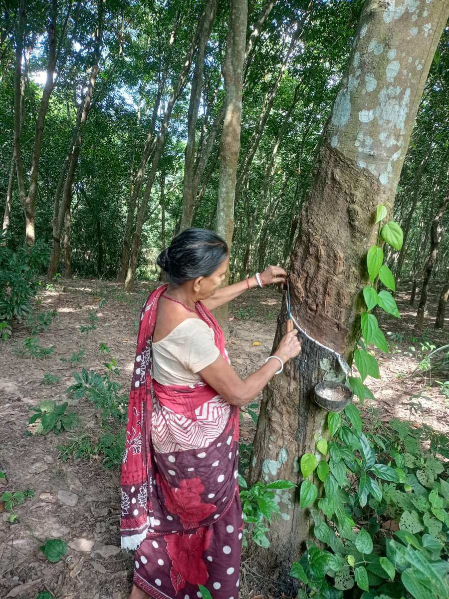 SULMTRIPURA's tweet photo. 🌿 Success Story | Jai Baba Loknath SHG, Mohanpur
Surabala Das from Tulabagan took a ₹30,000 loan to expand her rubber sheet making work.
With 10 years of experience, she now earns approx. ₹20,000/month 💪✨

A true example of #NariShakti &amp; #SHG empowerment!
#TULM #Tripura https://t.co/pTEYuJCzkv