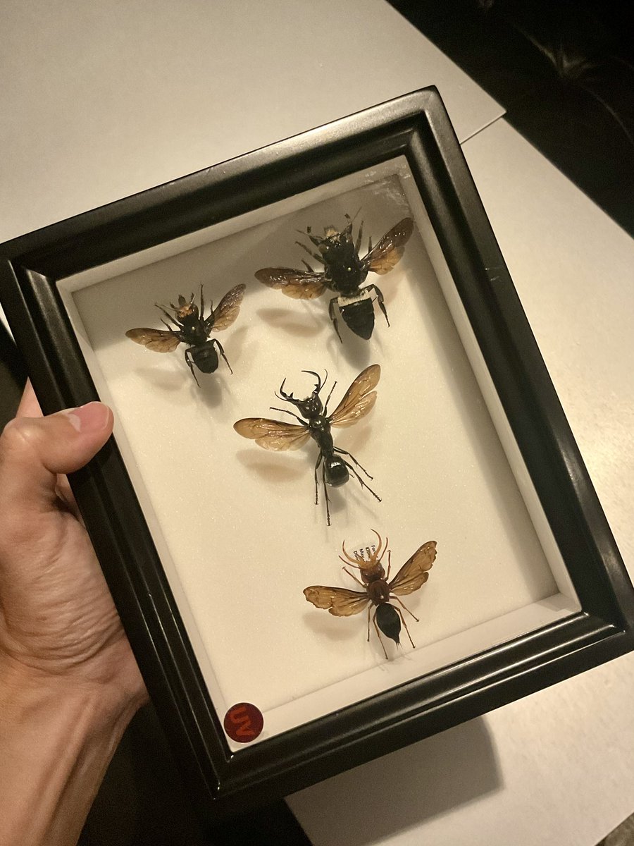 「世界三大牙蜂」が揃いました。

ウォレスオオハキリバチ
ガルーダキババチ
オオキバドロバチ

しかし、この箱はまだ未熟…ガルーダとオオキバを雌雄ペアで揃えるまで完成とは言えません‼️

もっとも、未完成ながらも迫力は十分。是非当店でご覧ください❗️本日もオープン中です🍸

#昆虫館バー