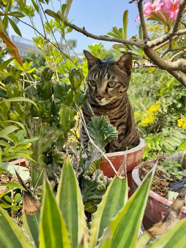Our cat Pumpkin ❤️