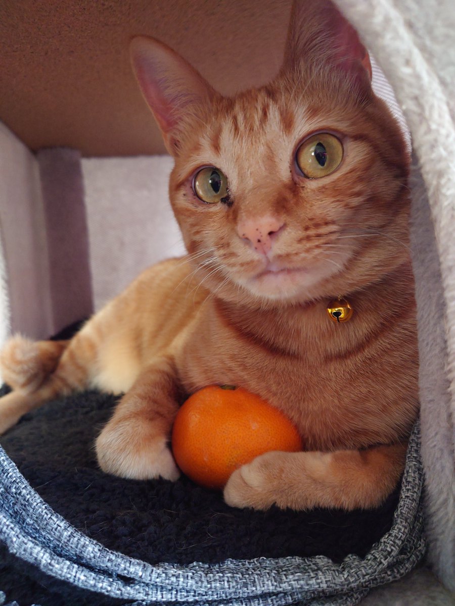 tekka_1567's tweet image. みかんもろたので、添えといた