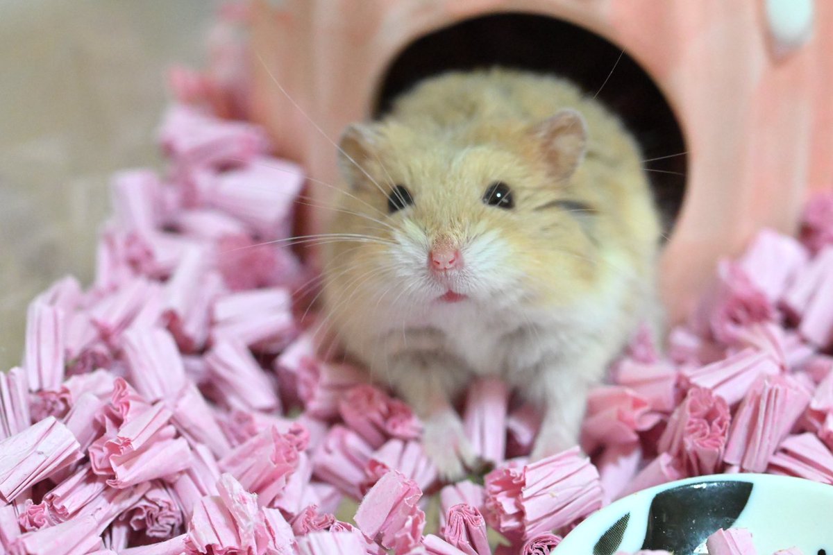 ののちゃん♡
#キャンベルハムスター　#ハムスター　#ののちゃん