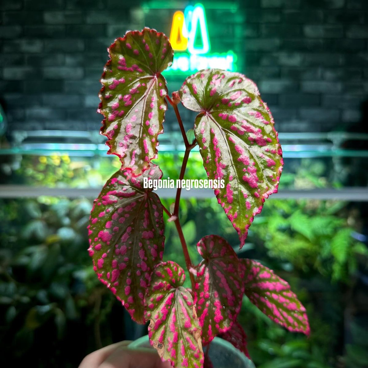 KENZO❣️Begonia 5点おまとめ begonia