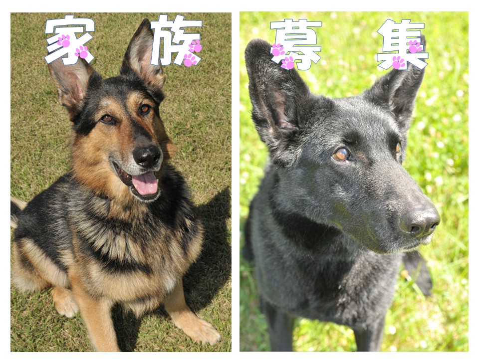 jasdf_chitose's tweet image. 🐶#警備犬 （退役犬）の家族募集！！🐶
#千歳基地 では長年にわたり、国を守り続けてきた警備犬が役目を終えて新しい家族との出会いを待っています。
とても明るく、人懐っこい性格です。
２頭の有償での引渡しを計画しています。

詳しくは、ホームページをご覧ください。
mod.go.jp/asdf/chitose/