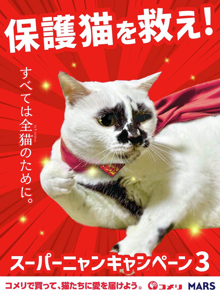 🐈スーパーニャン紹介 🐈／ 【ミチル】 @muddycat_atami 里親募集