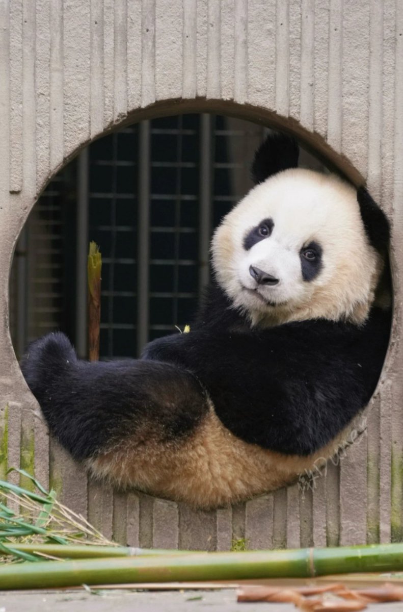 Deman92380171's tweet image. 量身定做🤓
互fo互赞100%
#大熊猫 #panda #互关互赞 #互fo