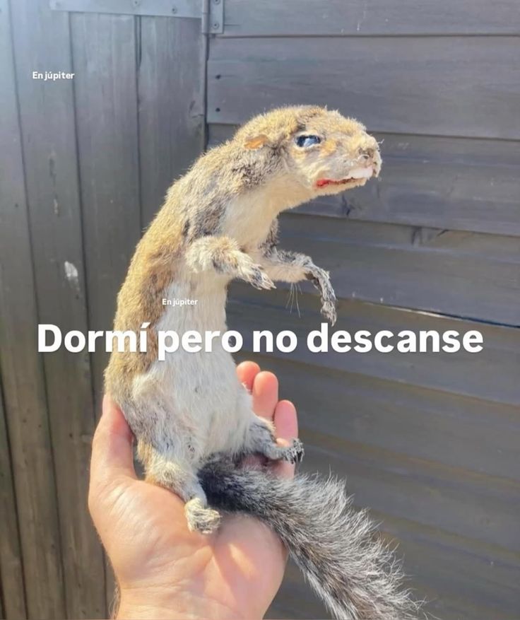 En Júpiter (@en_jupiter_) on Twitter photo 