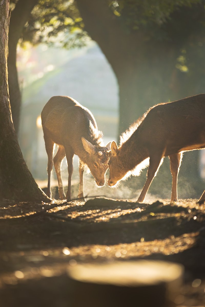 鹿って神さまやったんやね
奈良公園行ってきた