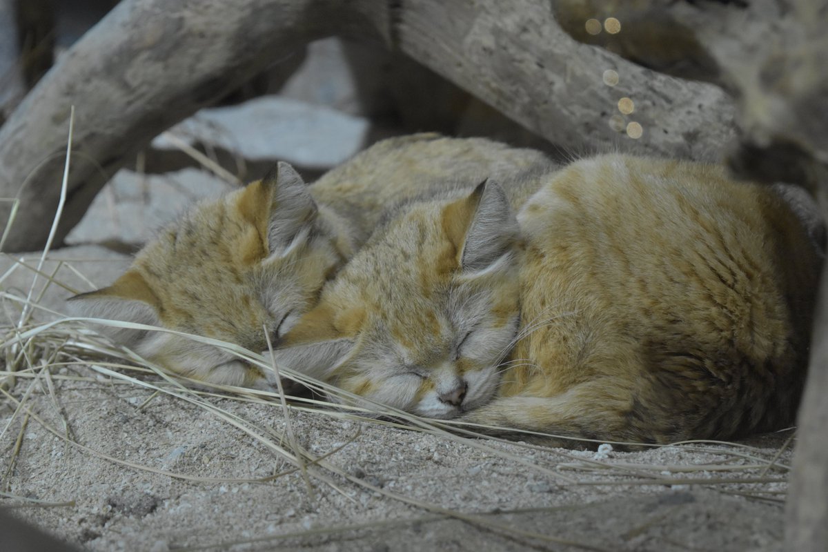 neopark754's tweet photo. 【お知らせ】#スナネコ「サディーカ」の移動 ＿訂正
いつもネオパークオキナワの公式SNSをご覧いただきありがとうございます。
#ネオパーク にて飼育しているスナネコ「#サディーカ」が新たなペア形成のため、2026年1月に #那須どうぶつ王国 へ移動することとなりました。

展示場で「マシュリク」と共に2頭でくつろぎ、活発に動き回る姿は多くの方の心を捉え、また2頭の性格の違いはスナネコについてより深く知るきっかけをスタッフに与えてくれました。
ネオパークで多くの方にスナネコの魅力を伝えてくれた「サディーカ」と、スナネコたちを温かく見守ってくださった方々へ感謝の気持ちを込めて #サディーカメモリーズ展 を開催いたします。
皆さまの「サディーカ」への想いをお寄せいただければ幸いでございます。

※動物の状況を第一に考え調整を行うため、サディーカの移動日を事前にお知らせすることは控えさせていただきます。
 ▼公式HP（スナネコ移動） https://t.co/A9aig95NaV
----- 
▼サディーカメモリーズ展 
期間：2025年12月1日(月)～12月27日(土) 
※詳細は後日SNS投稿にてご案内いたします。 
※「#サディーカとの思い出」と「#●年●月撮影」とつけた投稿の写真を園内パネル展示などに使用させていただくことがございます。ご了承ください。