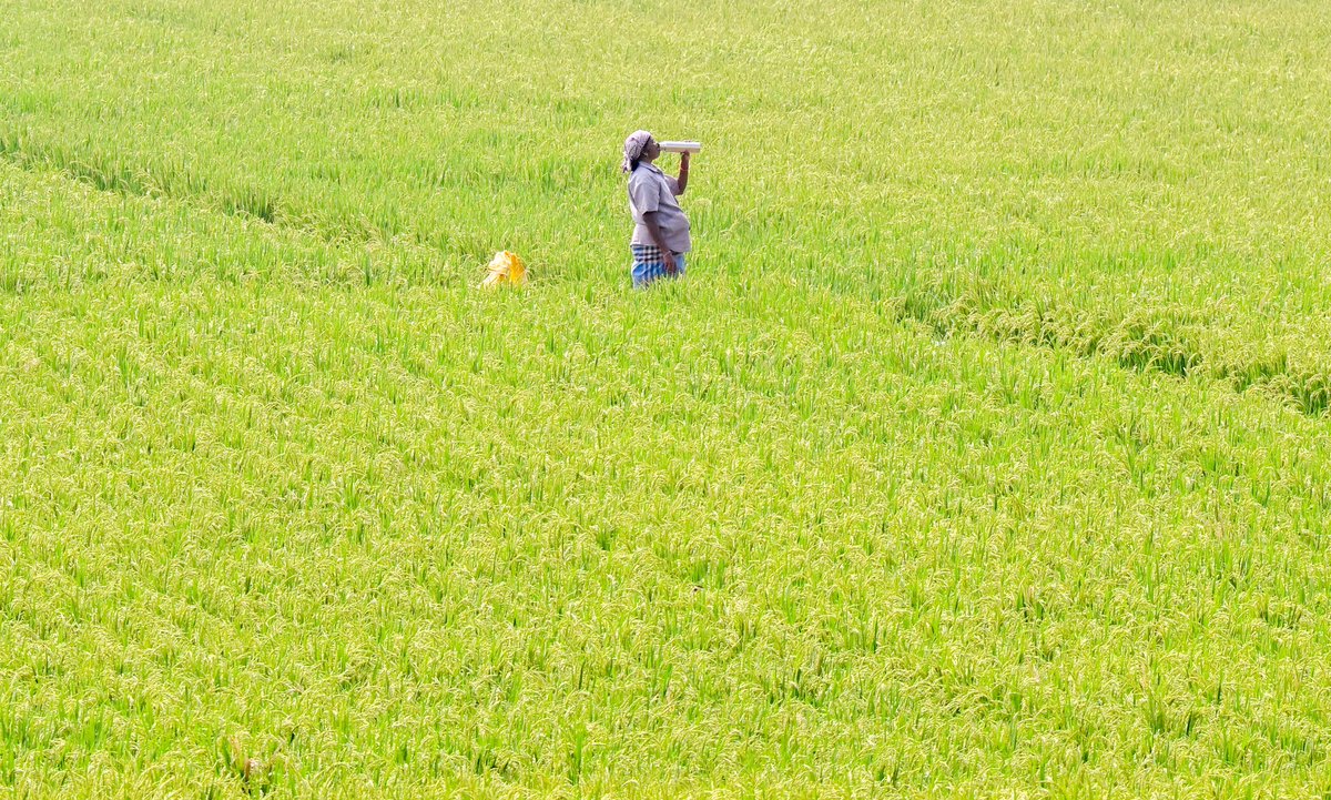 peri_periasamy's tweet image. RAPID REFRESHMENT: A worker quenches thirst in the midst of a #paddy field on the outskirts of #Coimbatore City on Monday. 📸: @peri_periasamy / @THChennai