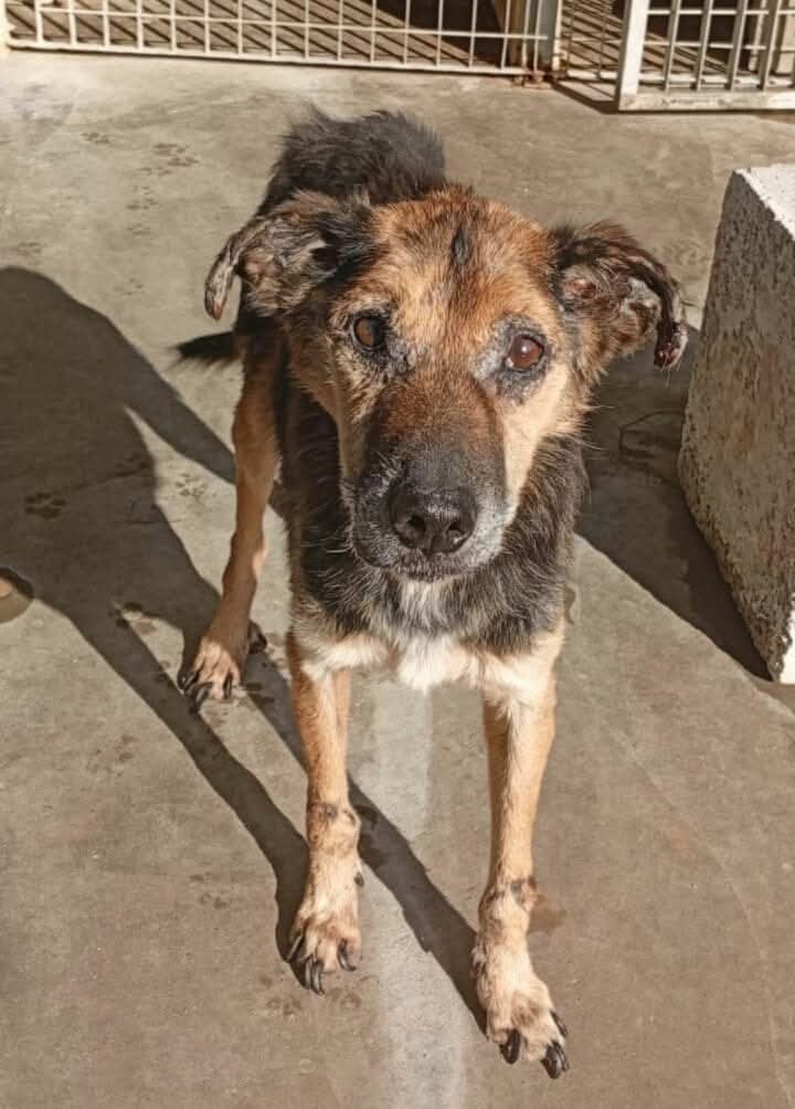 GretaFanti's tweet photo. Nonno Elfo 14 anni tutti di canile, anche questo Natale lo passerà dentro una cella con altri 9 disperati. Serve un angelo per cambiare gli ultimi anni della sua vita. 15 kg,va d'accordo con tutti. 
Napoli adozione ovunque ci sia amore. Whatsapp 
☎️3392831422
#1dicembre
#sanremo https://t.co/kclnbVswyV