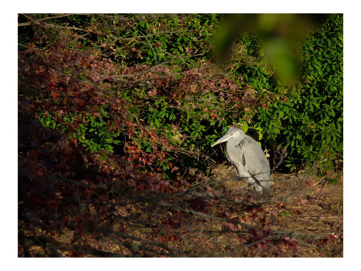 マイクロフォーサーズ