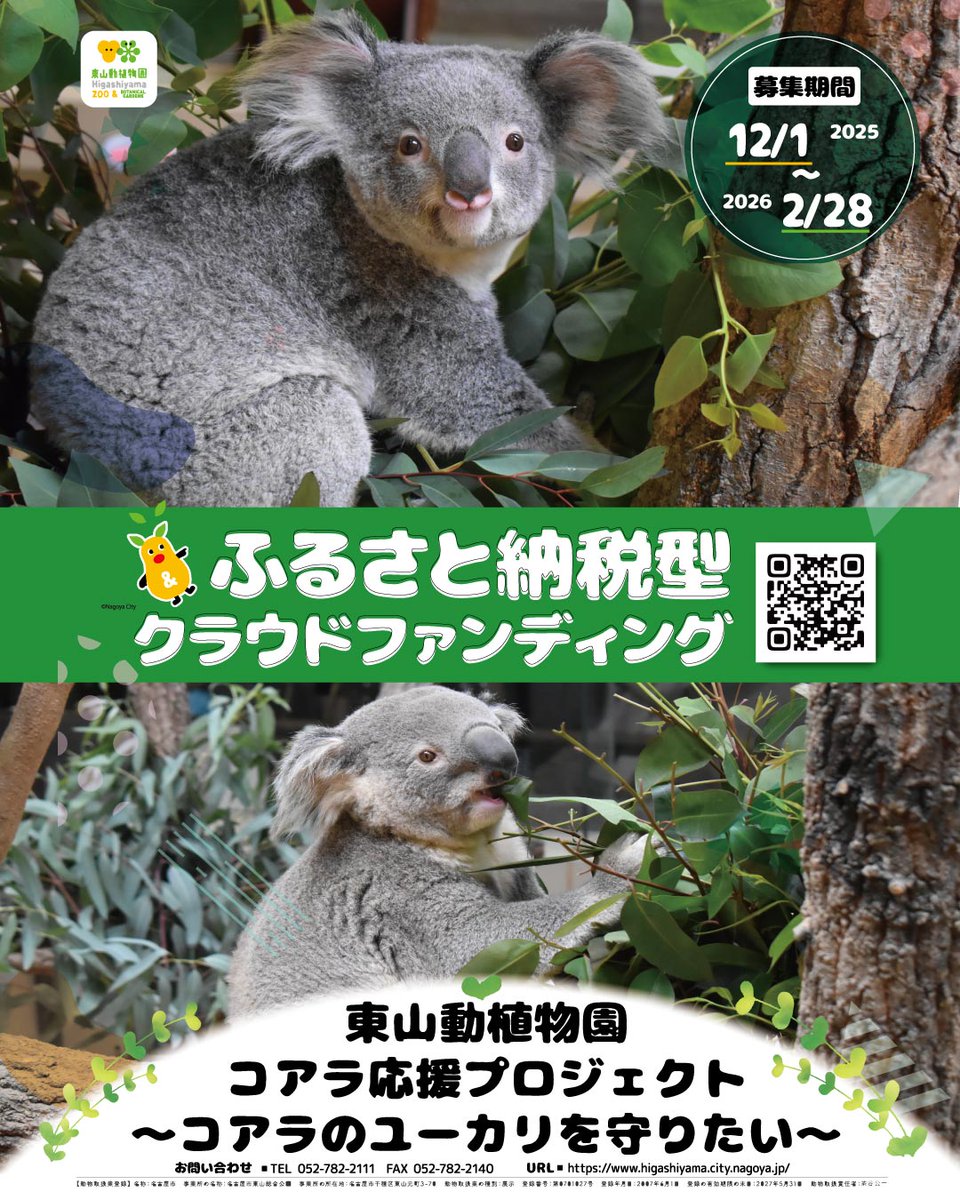 今日から #ふるさと納税型クラウドファンディング『#東山動植物園 コアラ応援プロジェクト～ #コアラ の #ユーカリ を守りたい～』が始まりました！

○プロジェクトページ
congrant.com/project/higash…

ユーカリをアップサイクルしたタンブラーやＴシャツ等の返礼品をご用意しています！