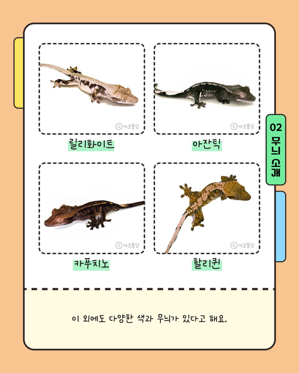 nibr_bio's tweet photo. 속눈썹도마뱀부치,
눈 위로 튀어나온 여러개의 돌기가
속눈썹을 닮아 붙여진 이름이에요.
.
속눈썹도마뱀부치는 다양한 색과 무늬에 따라
릴리화이트, 아잔틱, 카푸치노 등 여러 이름으로 불리어져요.
.
다양한 색과 무늬를 가졌지만, 사실 모두 같은종이랍니다. 
.
속눈썹도마뱀부치를 키우고 계신가요?
만약 키우고 계신다면, 12월 14일부터 운영되는 야생동물종합관리시스템에서 ‘보관신고’ 해주세요!
.
#국립생물자원관 #nibr #기후에너지환경부 #속눈썹도마뱀부치 #크레스티드게코 #백색목록 #야생생물법 #보관신고