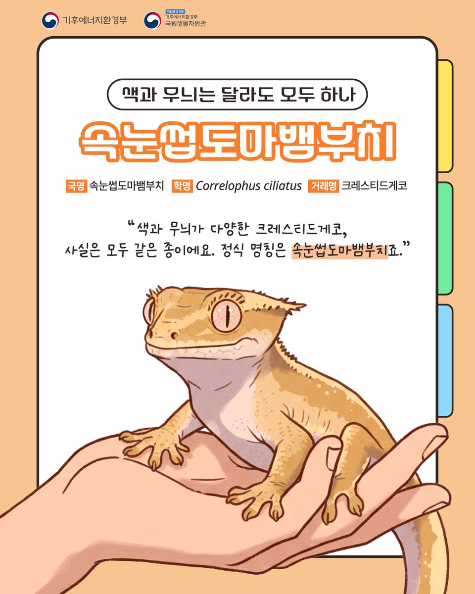nibr_bio's tweet photo. 속눈썹도마뱀부치,
눈 위로 튀어나온 여러개의 돌기가
속눈썹을 닮아 붙여진 이름이에요.
.
속눈썹도마뱀부치는 다양한 색과 무늬에 따라
릴리화이트, 아잔틱, 카푸치노 등 여러 이름으로 불리어져요.
.
다양한 색과 무늬를 가졌지만, 사실 모두 같은종이랍니다. 
.
속눈썹도마뱀부치를 키우고 계신가요?
만약 키우고 계신다면, 12월 14일부터 운영되는 야생동물종합관리시스템에서 ‘보관신고’ 해주세요!
.
#국립생물자원관 #nibr #기후에너지환경부 #속눈썹도마뱀부치 #크레스티드게코 #백색목록 #야생생물법 #보관신고
