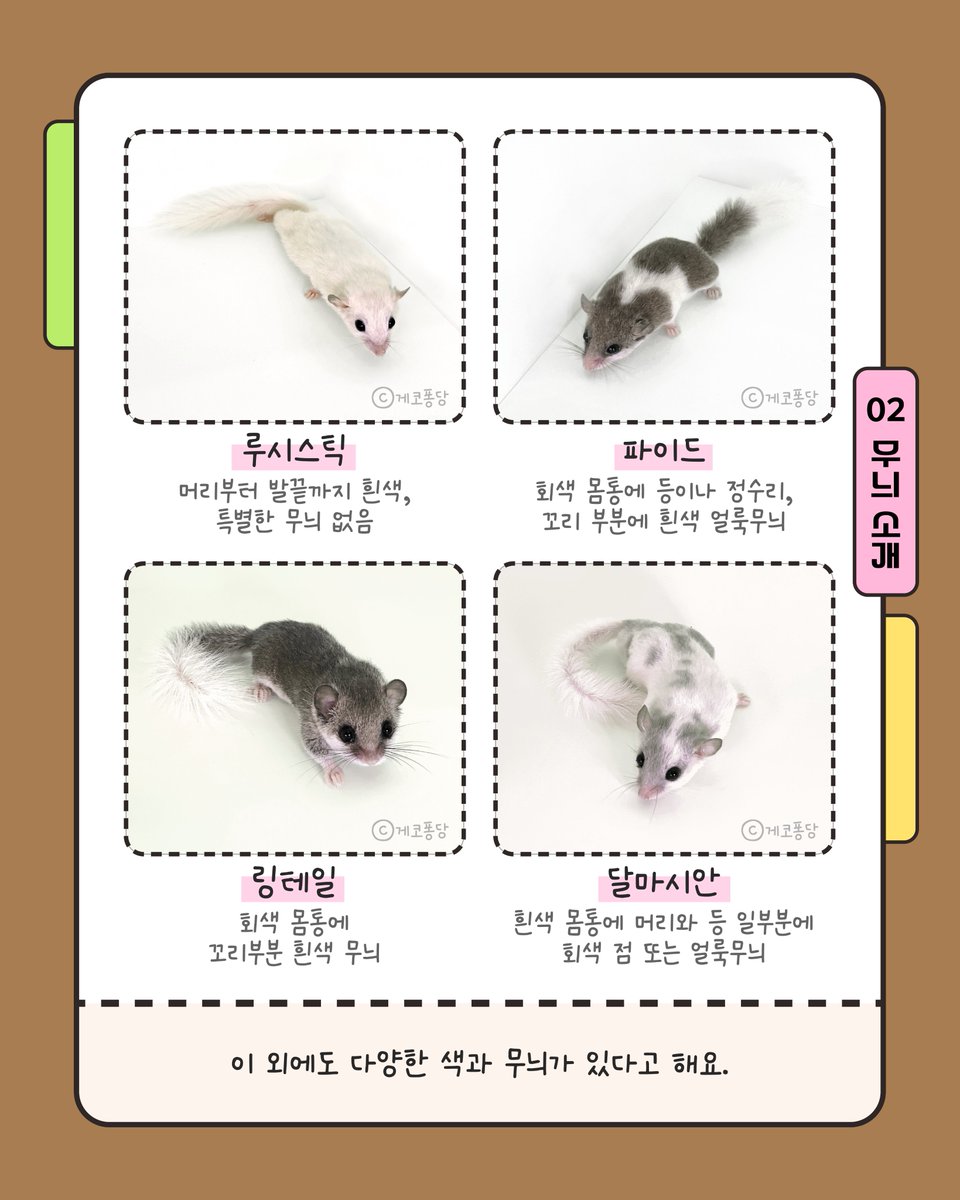 nibr_bio's tweet photo. 숲겨울잠쥐,
동그란 눈망울과 둥근 귀,
몸만큼 긴 꼬리가 특징이랍니다.
.
숲겨울잠쥐는 다양한 색과 무늬에 따라
루시스틱, 파이드, 링테일 등 여러 이름으로 불리어져요.
.
다양한 색과 무늬를 가졌지만, 사실 모두 같은종이랍니다. 
.
숲겨울잠쥐를 키우고 계신가요?
만약 키우고 계신다면, 12월 14일부터 운영되는
야생동물종합관리시스템에서 ‘보관신고’ 해주세요!
.
#국립생물자원관 #nibr #기후에너지환경부 #숲겨울잠쥐 #피그미다람쥐 #백색목록 #야생생물법 #보관신고