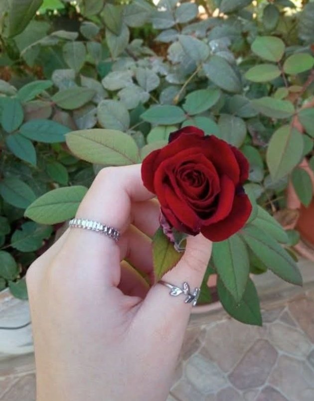 ---
"Çiçek açmak sadece 
Ağaçlara münhasır bir şey değil ki...

•_Kıymeti bilinince 
İnsanda çiçek açar...."
.....🌺
Topraktı insan 
Sevdi ♥️ çiçek AÇTI....🌺
......💃🌹🍃