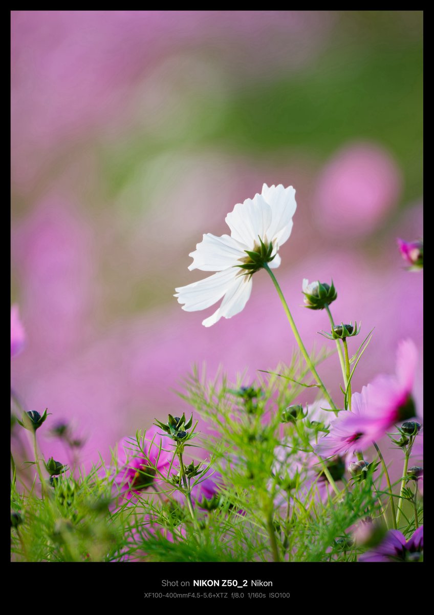 ピロリ@富士フイルムが好き (@fujifuji_fave) / Posts / X