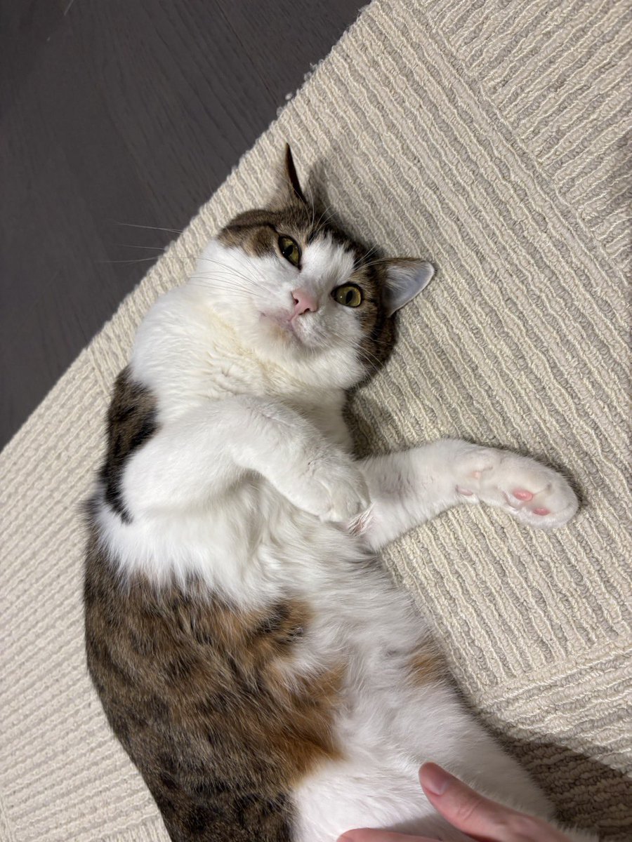 luxor0222's tweet photo. ルーちゃんは里親さんのお家にびっくりするぐらいすんなり馴染んで、正式譲渡となりました

こんなにかわいい子が、
とっても素敵な里親さんに迎えて頂いてこの上ない幸せです
ルーちゃんはずっとこのご縁を、どこにも行かずに待っていたのだと思います

本当によかったです
ありがとうございました！ https://t.co/0ftZcLXMuD