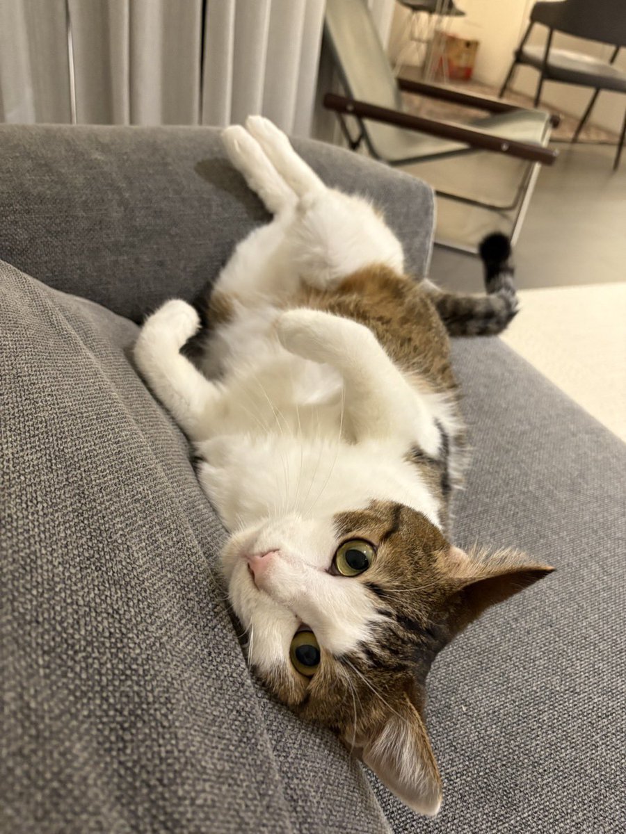 luxor0222's tweet photo. ルーちゃんは里親さんのお家にびっくりするぐらいすんなり馴染んで、正式譲渡となりました

こんなにかわいい子が、
とっても素敵な里親さんに迎えて頂いてこの上ない幸せです
ルーちゃんはずっとこのご縁を、どこにも行かずに待っていたのだと思います

本当によかったです
ありがとうございました！ https://t.co/0ftZcLXMuD