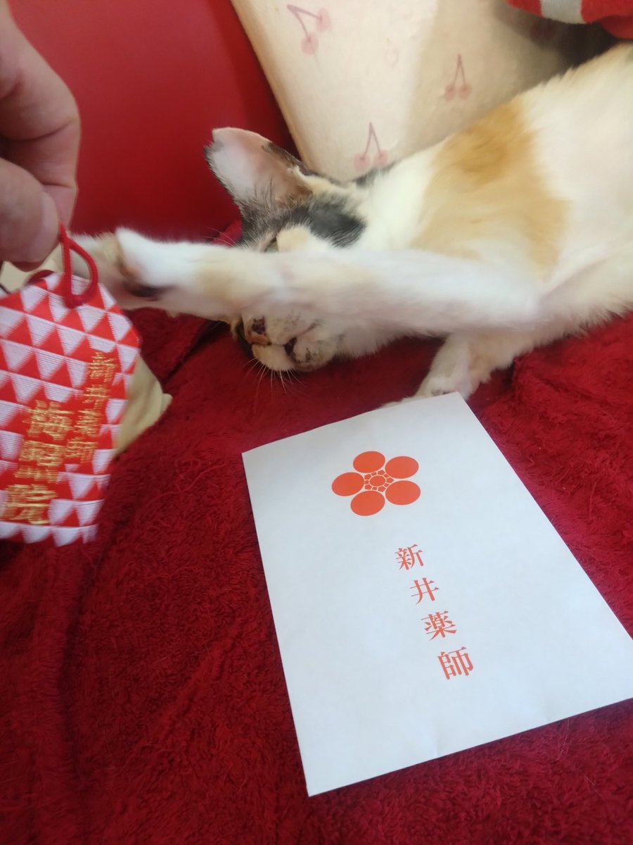 ミケちゃん (@ojm52811) / Posts / X