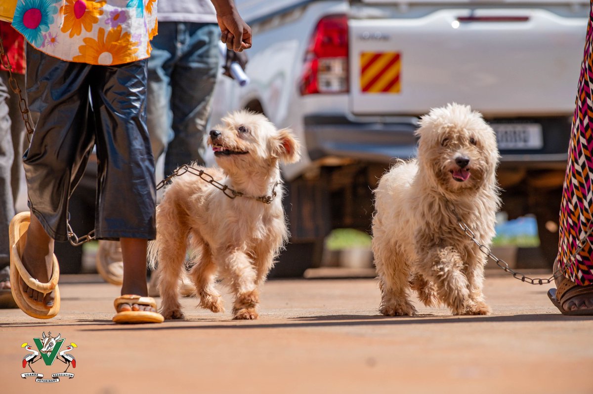 MAAIF_Uganda's tweet photo. The global cost of Rabies is estimated to be around US$ 8.6 billion per year, including lost lives and livelihoods, medical care, and associated costs, as well as uncalculated psychological trauma.

#VetUG
#AnimalHealthUG 
#UGRabiesControl

📸 @Ugveterinarians https://t.co/v0a8haGJ1A