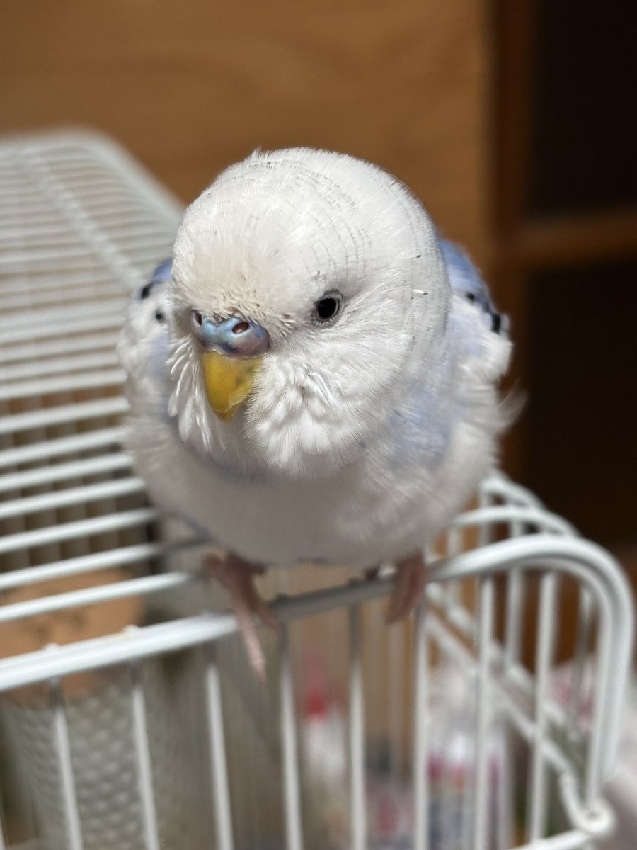 お久しぶりです

私は体調不良だったり、インフルになったりですが、凛は元気に過ごしてます

12月も、よろしくお願いします🕊