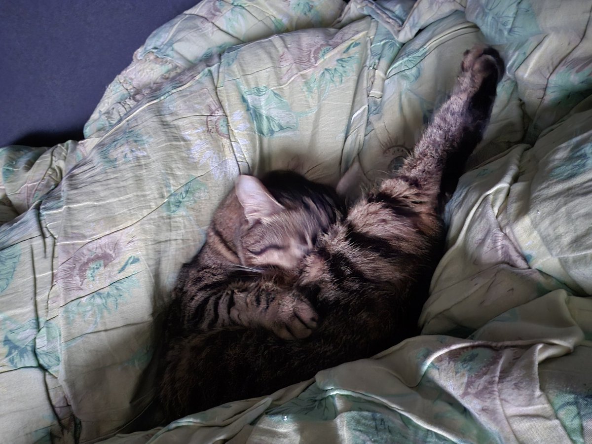 BugMauster's tweet image. 🍗