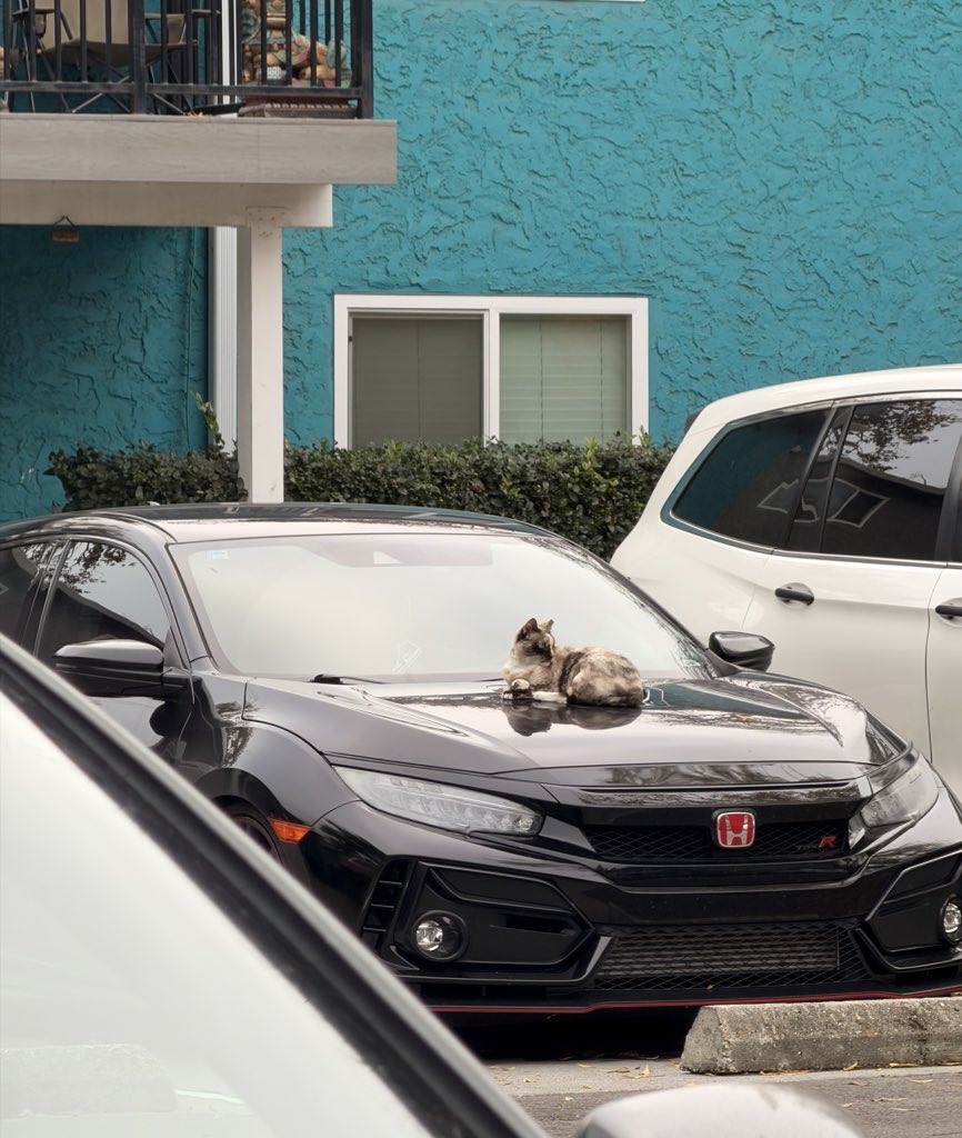salowni_07's tweet photo. A car parked on a parked car! This car don’t hab no ‘civic’ sense 🫣

Pawfectly warm seat on a chilly winter meowning ❄️

#CatsOfTwitter #hondaCivic #warmkitty https://t.co/MyeQeYOTah