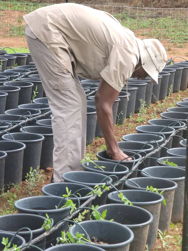 zadtonline's tweet image. A major milestone for Green Genius Hydroponics!
The group of 10 students at Esigodini College has just completed transplanting their first 800 hydroponic plants, marking a big step forward in their smart agriculture journey.