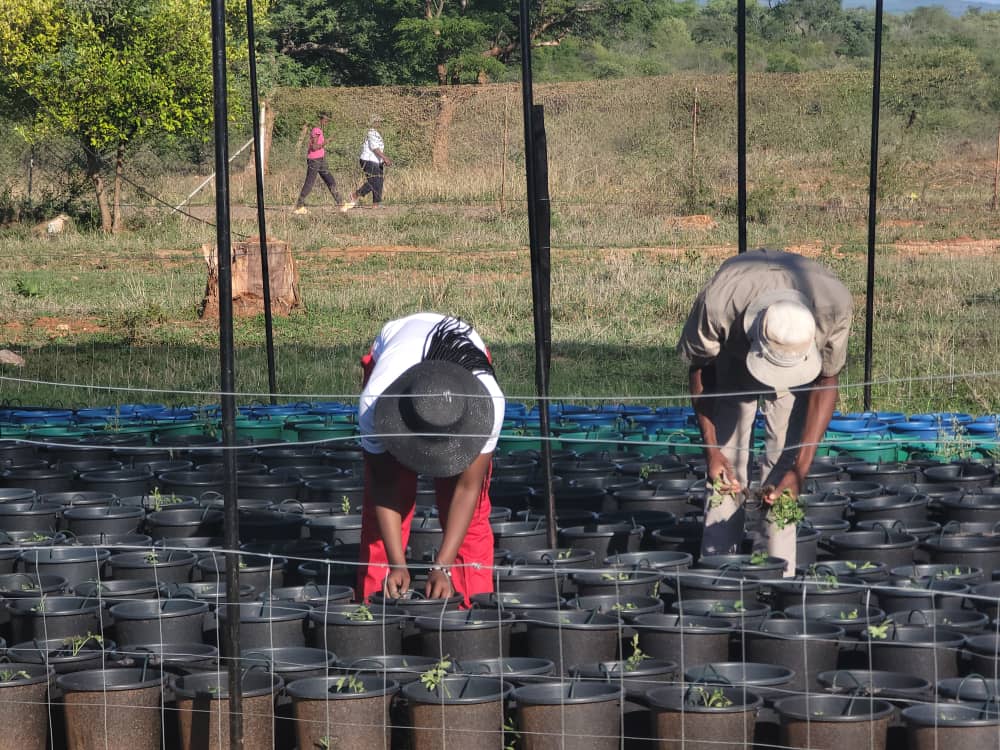 zadtonline's tweet image. A major milestone for Green Genius Hydroponics!
The group of 10 students at Esigodini College has just completed transplanting their first 800 hydroponic plants, marking a big step forward in their smart agriculture journey.
