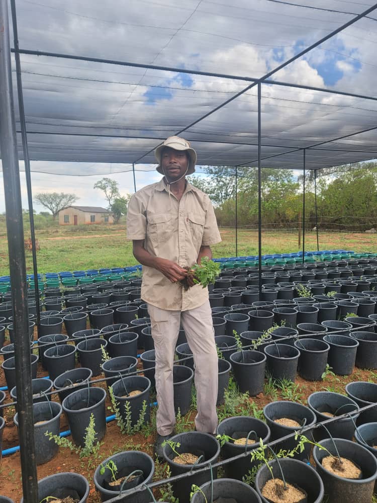 zadtonline's tweet image. A major milestone for Green Genius Hydroponics!
The group of 10 students at Esigodini College has just completed transplanting their first 800 hydroponic plants, marking a big step forward in their smart agriculture journey.
