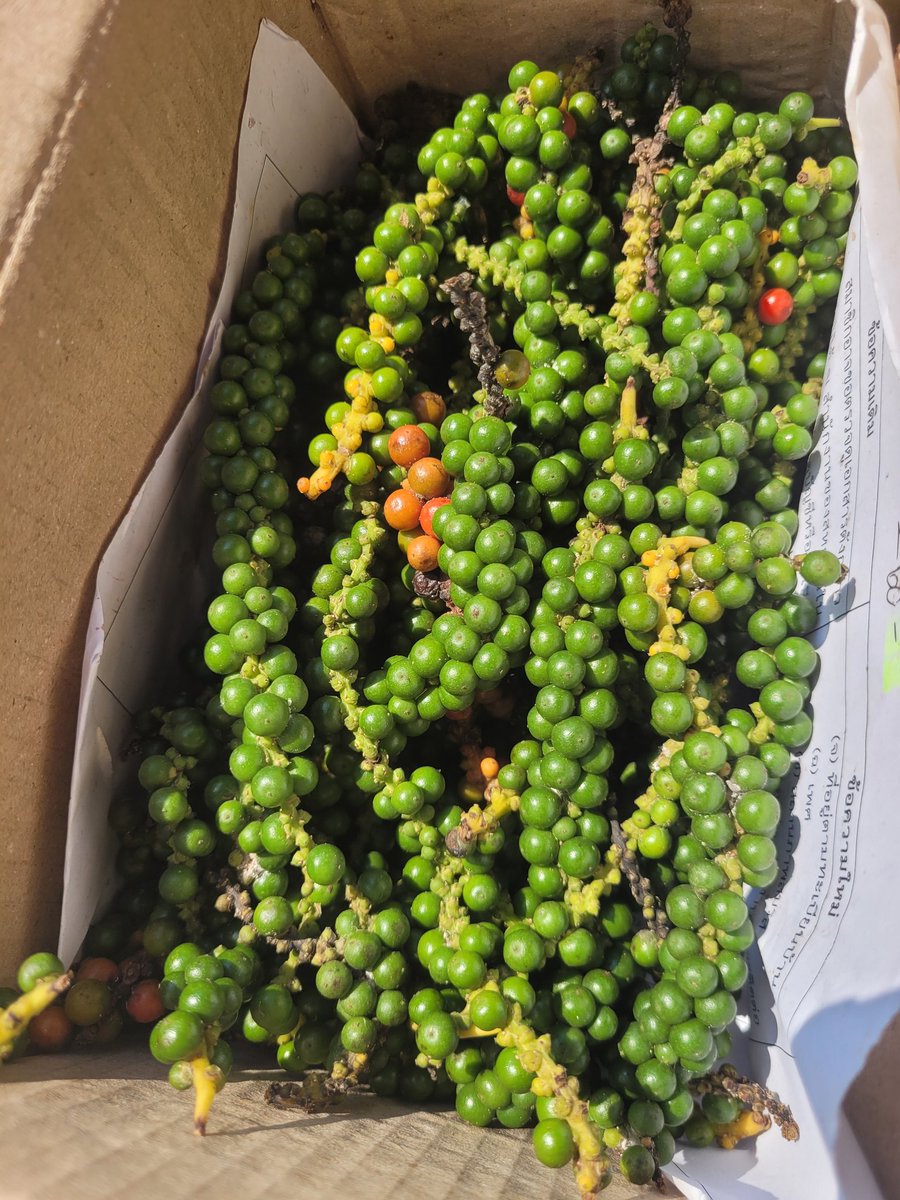 manualshutter07's tweet image. ได้รับพริกไทยจากพี่เอแล้ว @thegardener1975  ขอบคุณค่ะ 🥰😍🥰😍

ต่อไปก็ทำเม็ดพริกไทยแห้ง ไว้บดใส่สเต็กส์ให้แม่ซักมื้อ ที่เหลือเก็บใส่ปุกใส่โหลไว้ทำกับข้าวเมนูอื่น