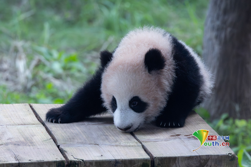YouthChina's tweet image. On November 30, 2025, at #Chongqing #Zoo, a #panda #cub was seen basking in the #sun and playing with a small yellow #duck toy, displaying adorable antics.
On July 12, 2025, #giantpanda Liangyue gave birth to this female cub. Currently, the cub is growing healthily and exhibiting…