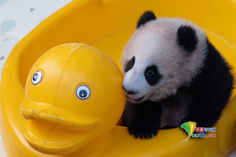 YouthChina's tweet image. On November 30, 2025, at #Chongqing #Zoo, a #panda #cub was seen basking in the #sun and playing with a small yellow #duck toy, displaying adorable antics.
On July 12, 2025, #giantpanda Liangyue gave birth to this female cub. Currently, the cub is growing healthily and exhibiting…