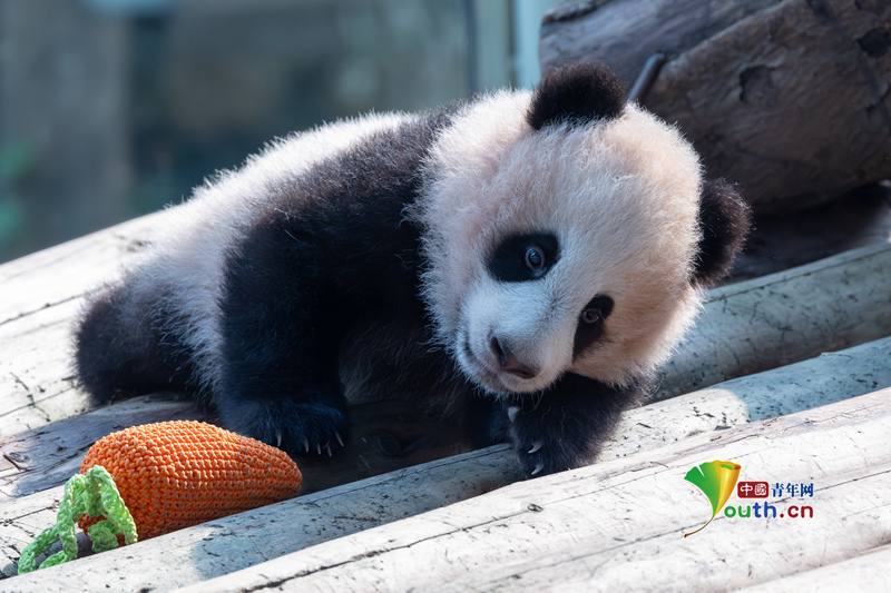 YouthChina's tweet image. On November 30, 2025, at #Chongqing #Zoo, a #panda #cub was seen basking in the #sun and playing with a small yellow #duck toy, displaying adorable antics.
On July 12, 2025, #giantpanda Liangyue gave birth to this female cub. Currently, the cub is growing healthily and exhibiting…