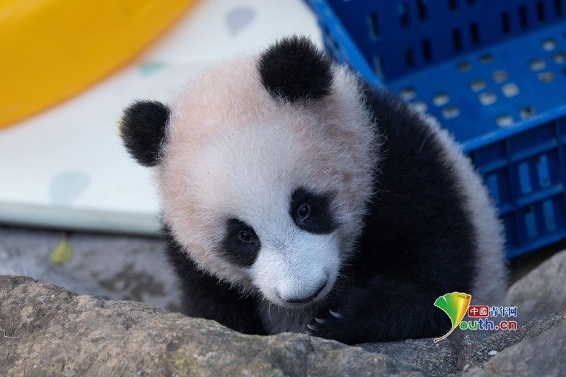 YouthChina's tweet image. On November 30, 2025, at #Chongqing #Zoo, a #panda #cub was seen basking in the #sun and playing with a small yellow #duck toy, displaying adorable antics.
On July 12, 2025, #giantpanda Liangyue gave birth to this female cub. Currently, the cub is growing healthily and exhibiting…