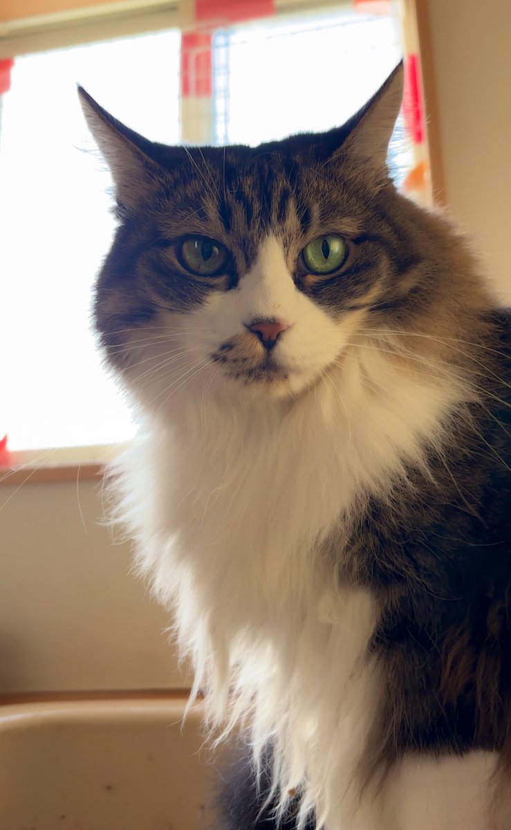 あんどわん tweet media