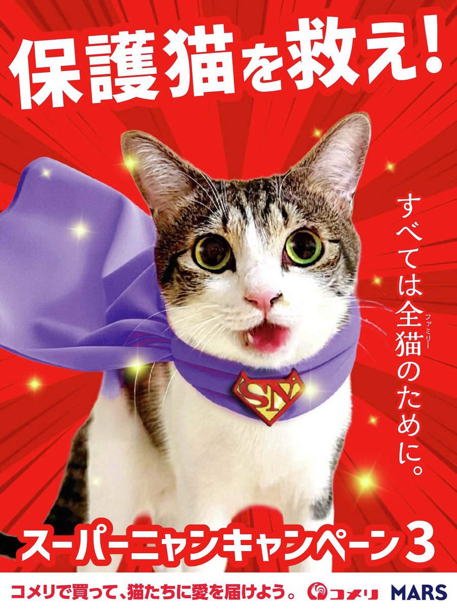 ワンコママです♡同梱包にて 友子ちゃんとお兄ちゃん🌿ねこ&フェレット 😻🐻 (@2oniTomo) / Posts / X