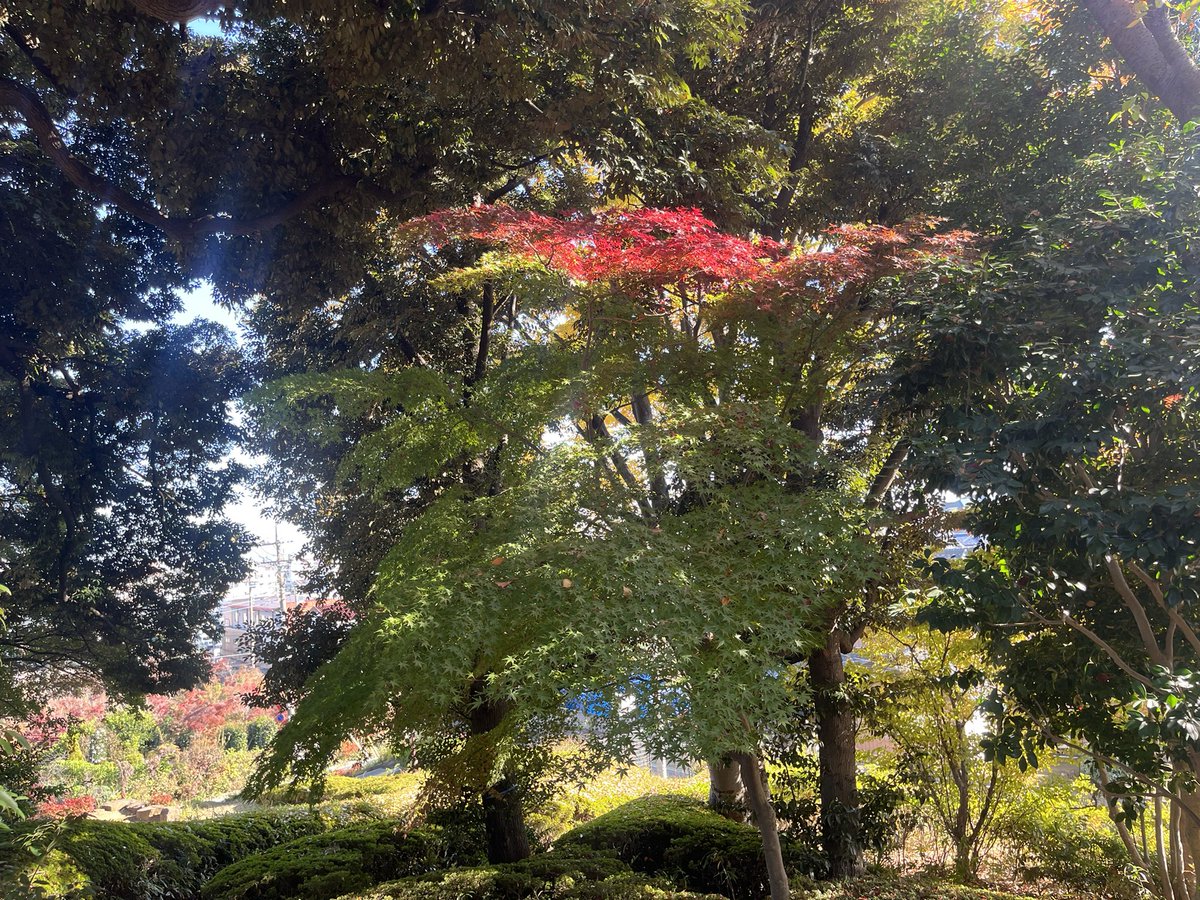 イロハモミジ上の方だけ紅葉してた